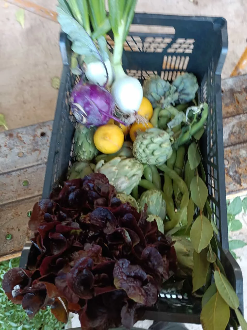 Biocaja de verdura ecológica de l'Horta de Ximo, 4Kg u 8Kg aprox.
